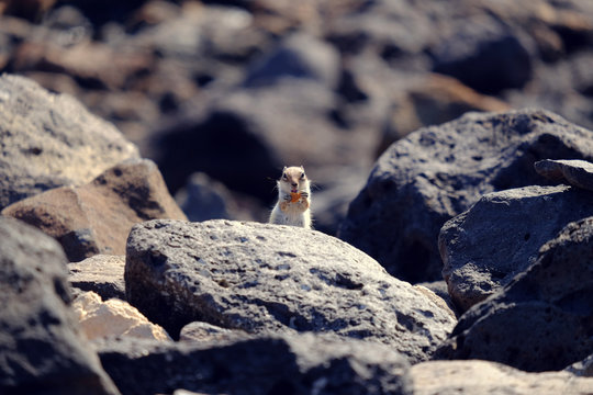 Barbary ground squirrel on a rock on Fuerteventura, Spain.
