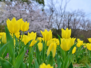Obraz premium 黄色いチューリップと満開の桜のコラボ