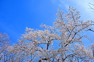 青空バックに満開のサクラ