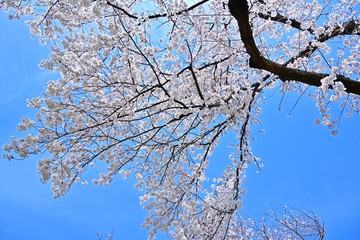青空バックに満開のサクラ