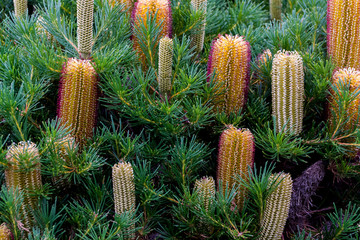 Australian native plant banksia yellow blossom blooming in Melbourne