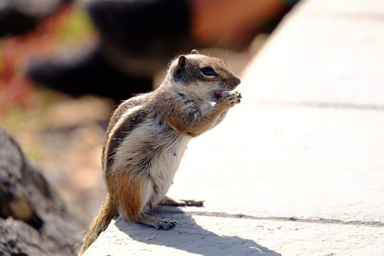 Barbary ground squirrel on a rock on Fuerteventura, Spain.