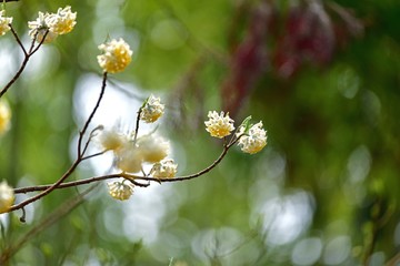 木漏れ日浴びて輝く満開のミツマタの花
