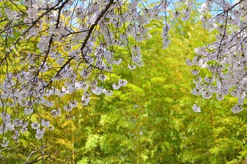 Fototapeta premium 竹林と満開のサクラのコラボ