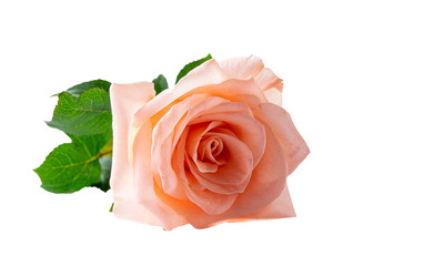 Beautiful and vibrant pink rose , Isolated on white background