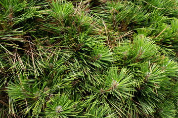 Evergreen spruce branches background