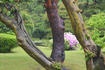 Old tree trunks in a formal park dominate the view. The lush grounds of the Japanese park are in the background, including a pink azalea bush. A wooden path over a stream is in the background.