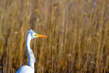 Hunting heron. Big white heron. Great egret. Natural background.