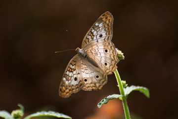 Butterfly 2018-95 / White peacock butterfly (Anartia jatrophae)