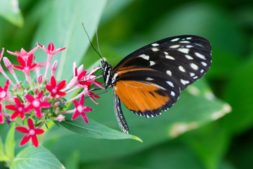 Fototapeta na wymiar Butterfly 2018-96 / Tiger Longwing (Heliconius Hecale) On flowers