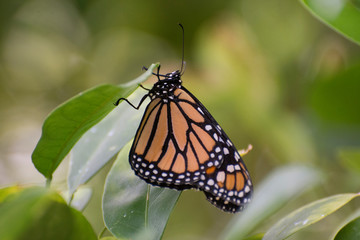 Butterfly 2018-97 / Monarch butterfly (Danaus plexippus)  On Leaf