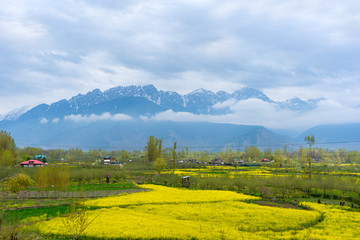 Amazing beautiful scenery landscape of yellow mustard field with pine and mountain in spring during trip on the way to Pahalgam and Sonamarg, Kashmir, India