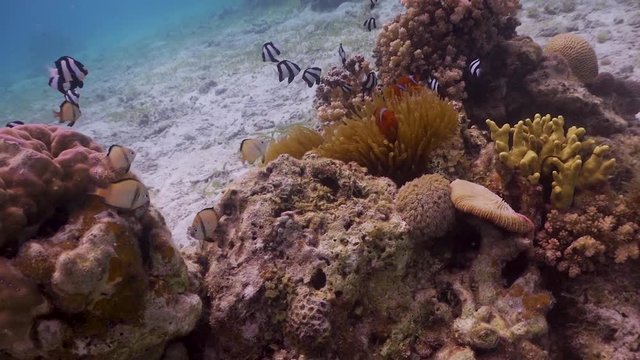 Coral patch with fish at Philippines
Filmed with Sony AX 700 
1080 HD
Gates Underwater Housing
