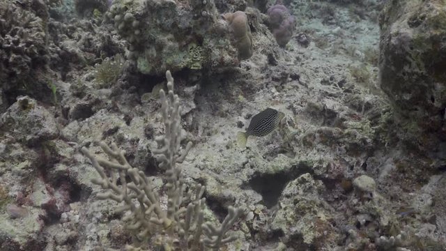 Boxfish at the Philippines 
Filmed with Sony AX700 1080 HD 100FPS
Gates Underwater Housing