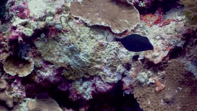 Boxfish at the Philippines 
Filmed with Sony AX700 1080 HD 100FPS
Gates Underwater Housing