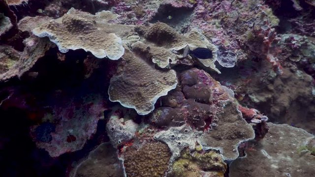 Boxfish at the Philippines 
Filmed with Sony AX700 1080 HD 100FPS
Gates Underwater Housing