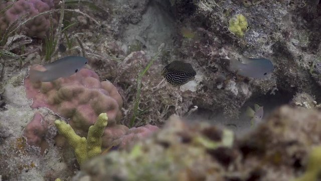 Boxfish at the Philippines 
Filmed with Sony AX700 1080 HD 100FPS
Gates Underwater Housing