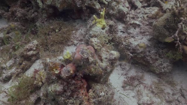 Boxfish at the Philippines 
Filmed with Sony AX700 1080 HD 100FPS
Gates Underwater Housing
