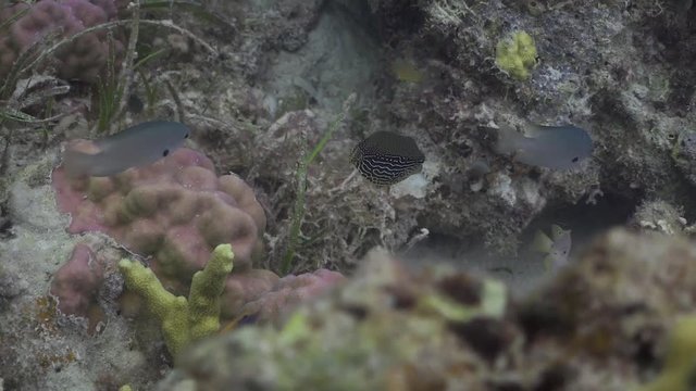Boxfish at the Philippines 
Filmed with Sony AX700 1080 HD 100FPS
Gates Underwater Housing