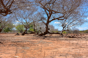 Arid climate dry trees lack of rain