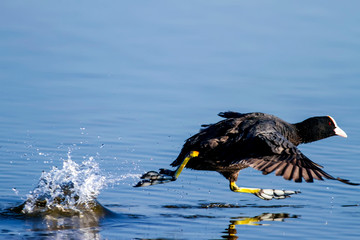 Eurasian Coot running.  Blue water background.