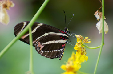 Butterfly 2019-2 / Hewitson's Longwing (Heliconius hewitsonii) on yellow flower