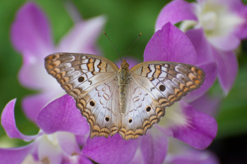 Butterfly 2019-3 / White peacock butterfly (Anartia jatrophae)  On Purple Flowers