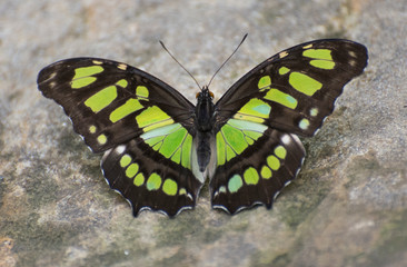 Butterfly 2019-4 / Malachite Butterfly (Siproeta stelenes)