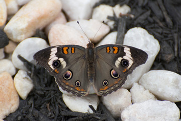 Butterfly 2019-5 / Common Buckeye Butterfly (Junonia coenia) on stones