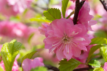 Floral background with pale pink cherry blossoms.