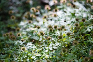 Fall colors showing the traditional flora at Tierra del Fuego National Park, Tierra del Fuego, Argentina. 