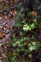 Fall colors showing the traditional flora at Tierra del Fuego National Park, Tierra del Fuego, Argentina. 