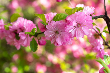 Floral background with pale pink cherry blossoms.