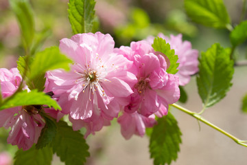 Floral background with pale pink cherry blossoms.