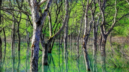 新緑の白川湖