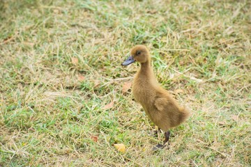 The little duck that day today is growing and handsome too.
