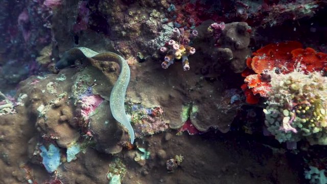 White Eyed Moray Eel swimming at the Philippines Filmed with Sony AX700 1080 HD 100FPS
Gates Underwater Housing