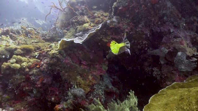 Trumpet Fish at the Philippines  
Filmed with Sony AX700 1080 HD in Slow motion
Gates Underwater Housing