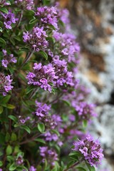 Pink to purple spring flowers of Breckland Thyme herb, also known as Wild thyme or Creeping Thyme, latin name Thymus Serpyllum, growing on rocks. 