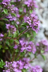 Obraz premium Różowe do fioletowych wiosennych kwiatów ziela tymianku Breckland, znanego również jako Dziki tymianek lub Creeping Thyme, łacińska nazwa Thymus Serpyllum, rosnąca na skałach.