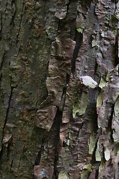 Peeling wood texture of Dove-tree, also called ghost tree or handkerchief tree, latin name Davidia Involucrata