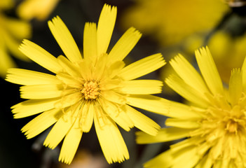 closeup of yellow flower