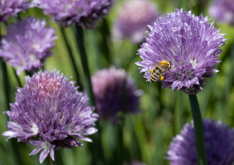 Bee working on a purple flower