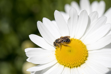 Obraz premium Bee working on a daisy