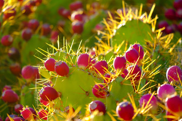 Pink prickly pears cactus in sunlight closeup.