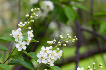 Close up view of bright white Canada red cherry tree blossoms in spring