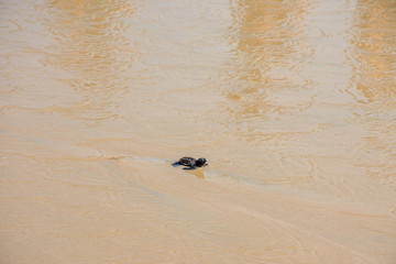 Newborn sea turtles ready for life at sea swim for salvation