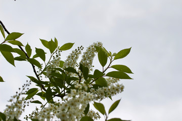 Close up view of bright white Canada red cherry tree blossoms in spring