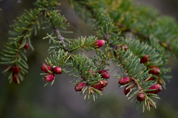 Spruce buds are a sign of a healthy tree.