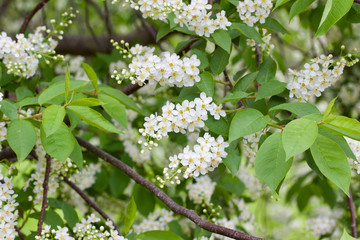 Close up view of bright white Canada red cherry tree blossoms in spring
